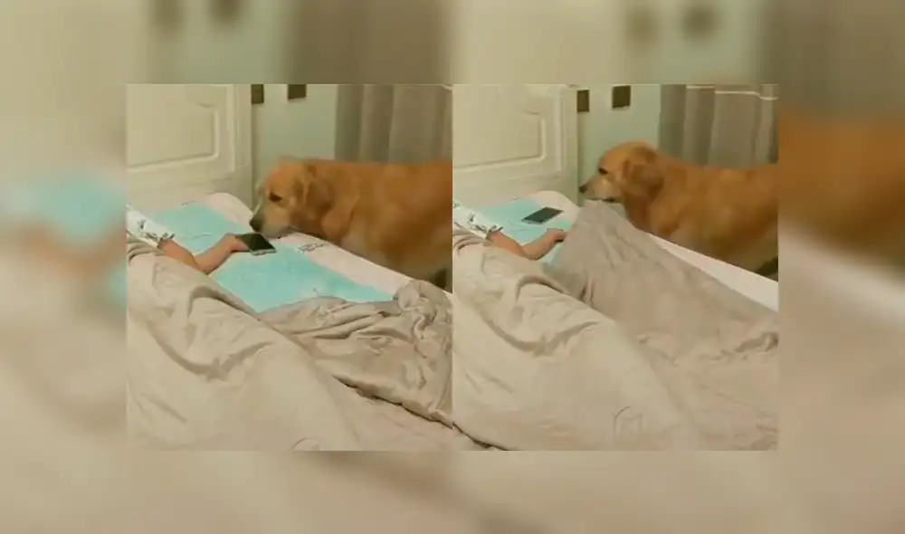 Un video viral muestra el tierno gesto que tuvo un perro al ver que su dueño se había quedado dormido. Un video viral muestra el tierno gesto que tuvo un perro al ver que su dueño se había quedado dormido.