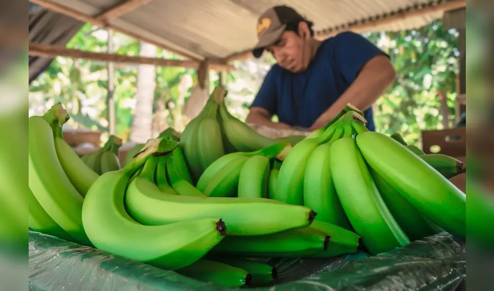 El desafío de la agroexportación El desafío de la agroexportación