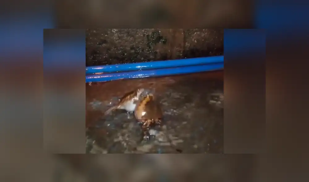 Facebook viral: brutal pelea entre dos ranas por una hembra en celo tiene desolador final [VIDEO] 