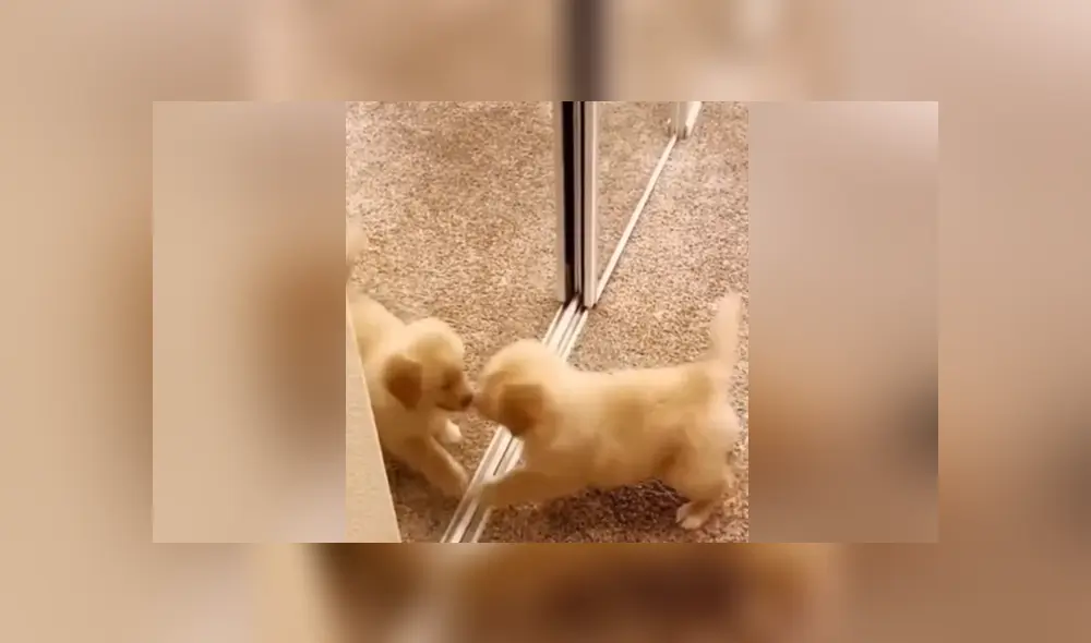 A través de Facebook se hizo viral el momento en que un perro tiene una curiosa reacción al ver su reflejo por primera vez. A través de Facebook se hizo viral el momento en que un perro tiene una curiosa reacción al ver su reflejo por primera vez.