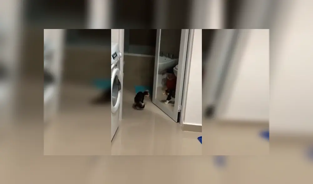 Desliza las imágenes hacia la izquierda para apreciar el divertido enfrentamiento de una gata con su propio reflejo.