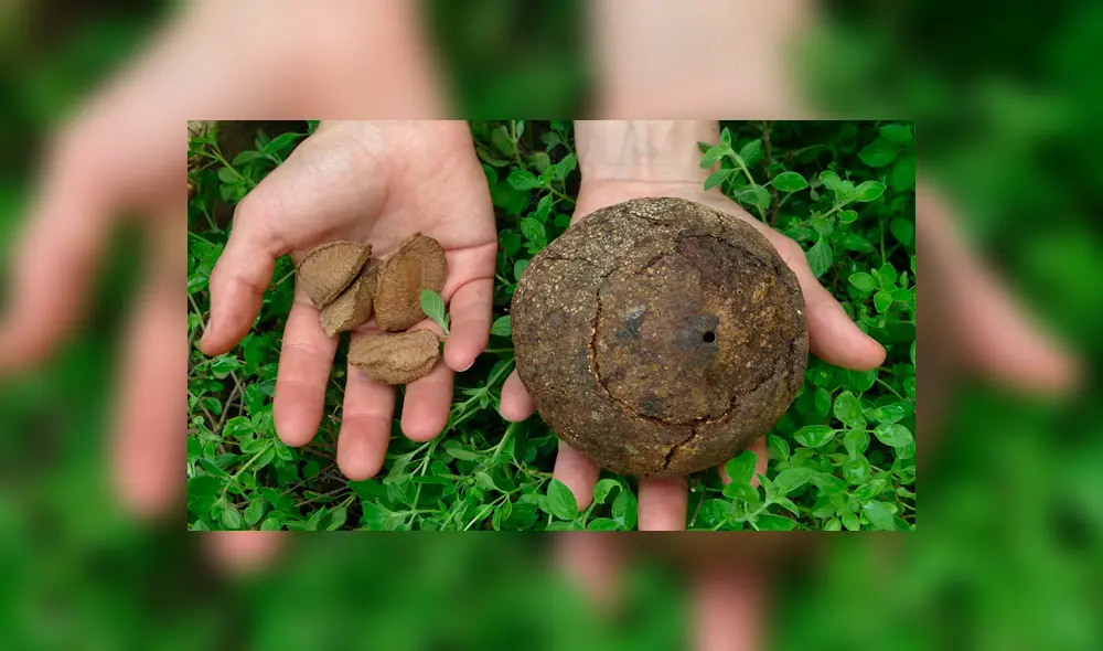 Morikke, la marca de las comunidades nativas de Madre de Dios para exportar castaña al mundo Morikke, la marca de las comunidades nativas de Madre de Dios para exportar castaña al mundo