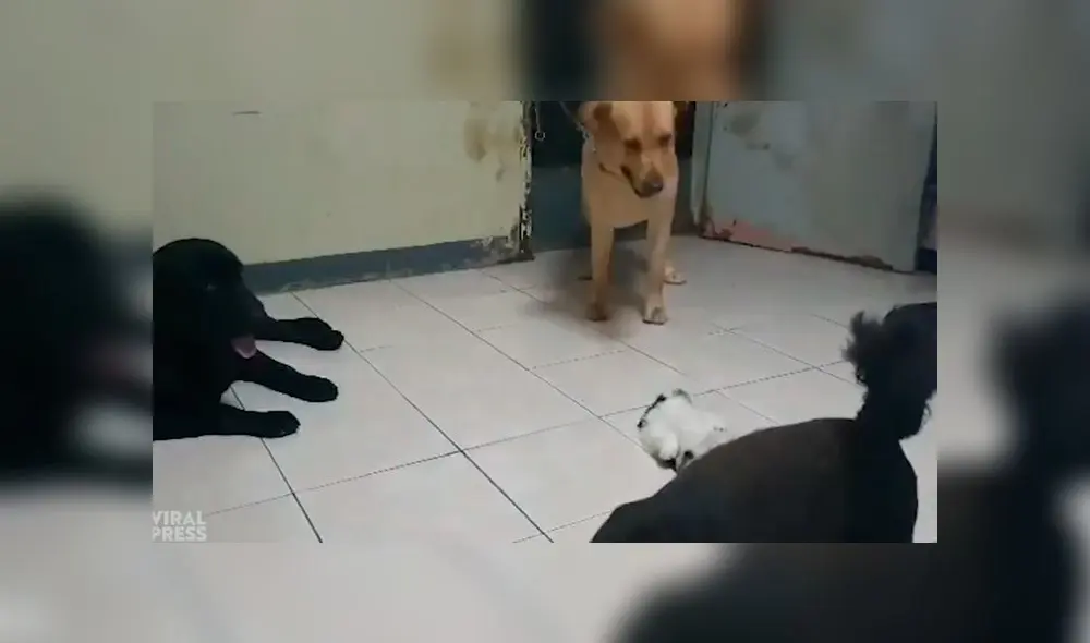 Desliza las imágenes para ver la emotiva reacción que tuvo un perro al ver a su compañero tumbado en el suelo. Foto: Press viral