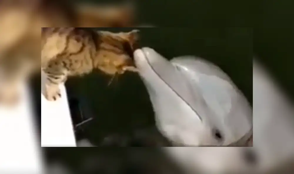 Facebook: gato y delfín protagonizan tierna escena de amor al darse muchos besos [VIDEO]