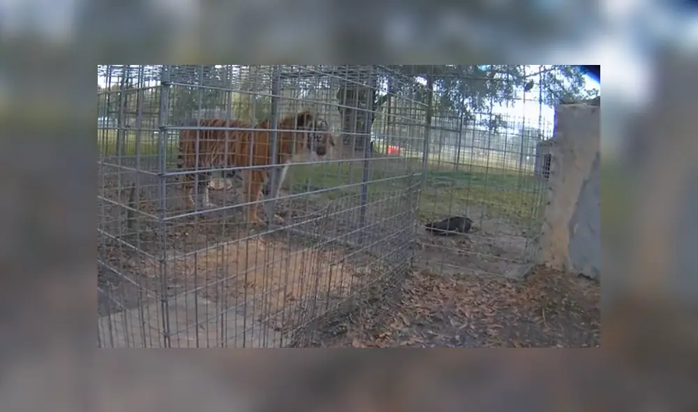 Video es viral en YouTube. El ave ha sorprendido a más de uno al usar un astuto truco para escapar de los ataques del hambriento felino Video es viral en YouTube. El ave ha sorprendido a más de uno al usar un astuto truco para escapar de los ataques del hambriento felino