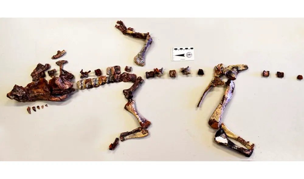 Hallan una extraña especie de dinosaurio en Brasil [FOTOS]