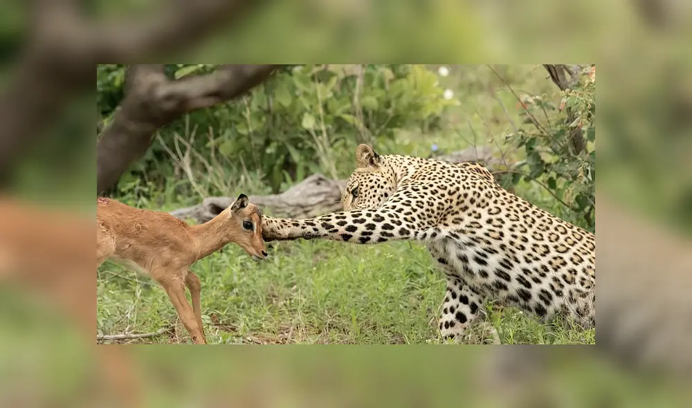 Desliza para ver el desenlace de esta publicación que se viralizó en Facebook. Foto: Daily Mail.