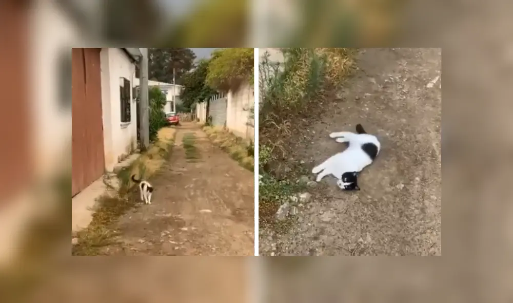 Desliza las imágenes para apreciar el conmovedor comportamiento de un gato callejero al ver a una joven. Fotocaptura: Facebook.