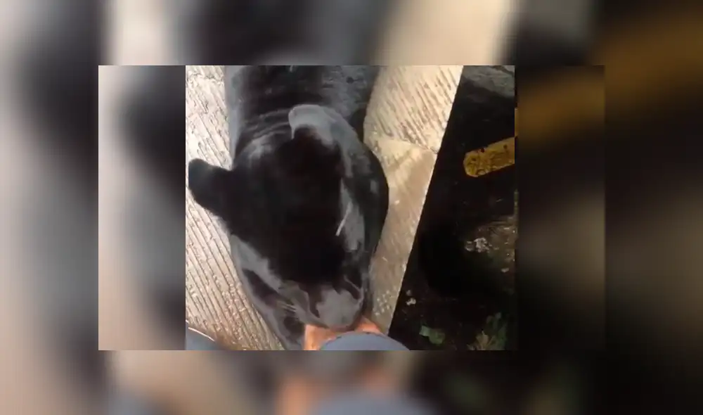 YouTube viral: Arriesgado turista se topa con temible pantera dentro de jaula y esto sucede [VIDEO]