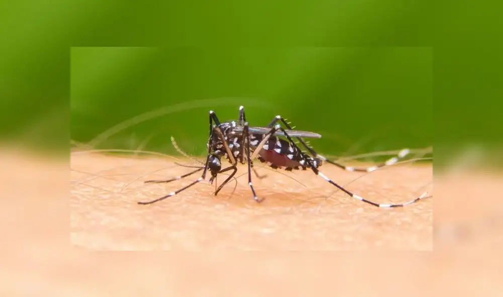 La fascitis necrostante mata a una de tres personas, según estudios. Foto: Difusión La fascitis necrostante mata a una de tres personas, según estudios. Foto: Difusión