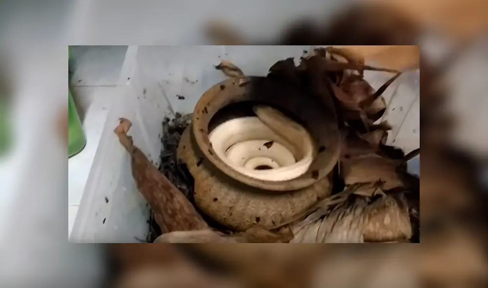 Desliza hacia la izquierda para ver a la gigantesca serpiente que fue hallada dentro de un olla de barro. El video se volvió viral en YouTube.