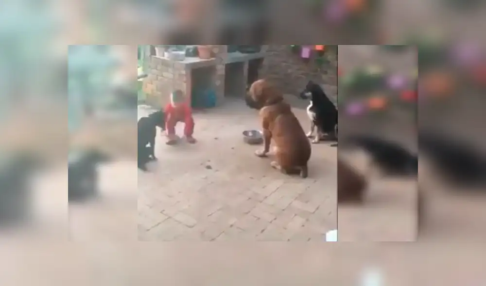 Video es viral en YouTube. Los animales se ganaron la admiración de todos con su ejemplar comportamiento antes de empezar a comer