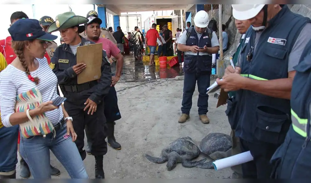 Chimbote: rescatan a especie de tortugas en peligro de extinción 