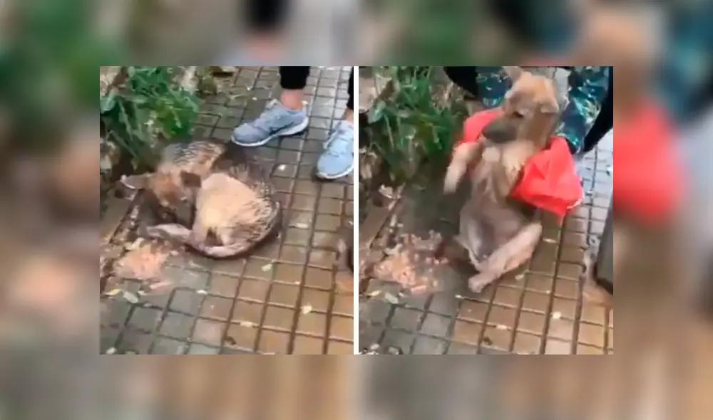 El joven cogió al can que tiritaba de frío y realizó un acto que causó gran admiración. Foto: captura El joven cogió al can que tiritaba de frío y realizó un acto que causó gran admiración. Foto: captura