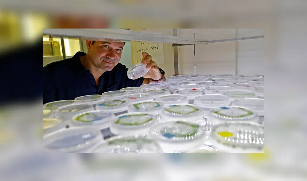 Iftach Yacoby junto a muestras de micro algas. 11 de junio de 2020. | Foto: Jack Guez / AFP