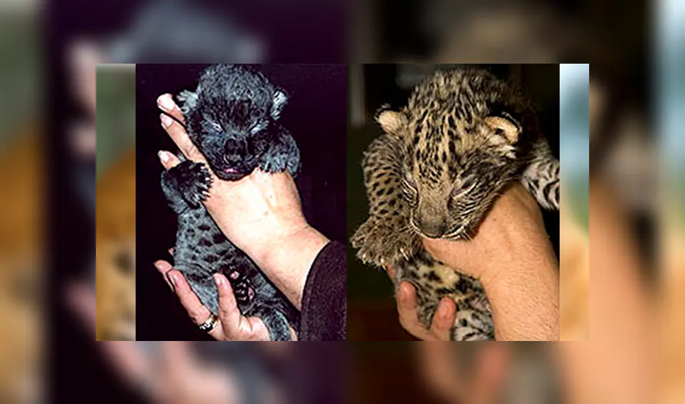 Desliza para ver cómo luce el jaglión que sorprendió a todos en YouTube. Foto: Captura. Desliza para ver cómo luce el jaglión que sorprendió a todos en YouTube. Foto: Captura.