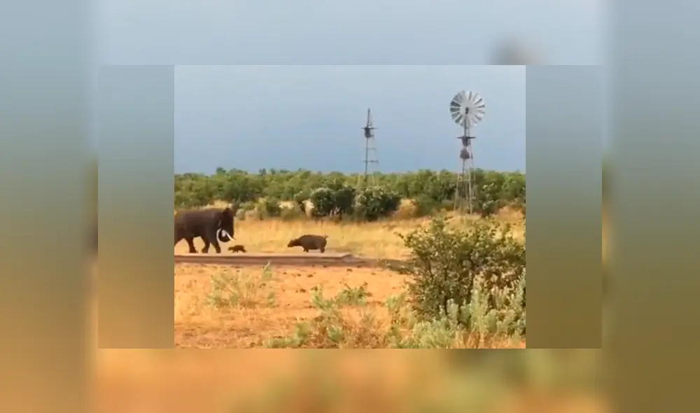 Desliza hacia la izquierda para ver el insólito encuentro de los animales que se ha vuelto viral en YouTube. Desliza hacia la izquierda para ver el insólito encuentro de los animales que se ha vuelto viral en YouTube.