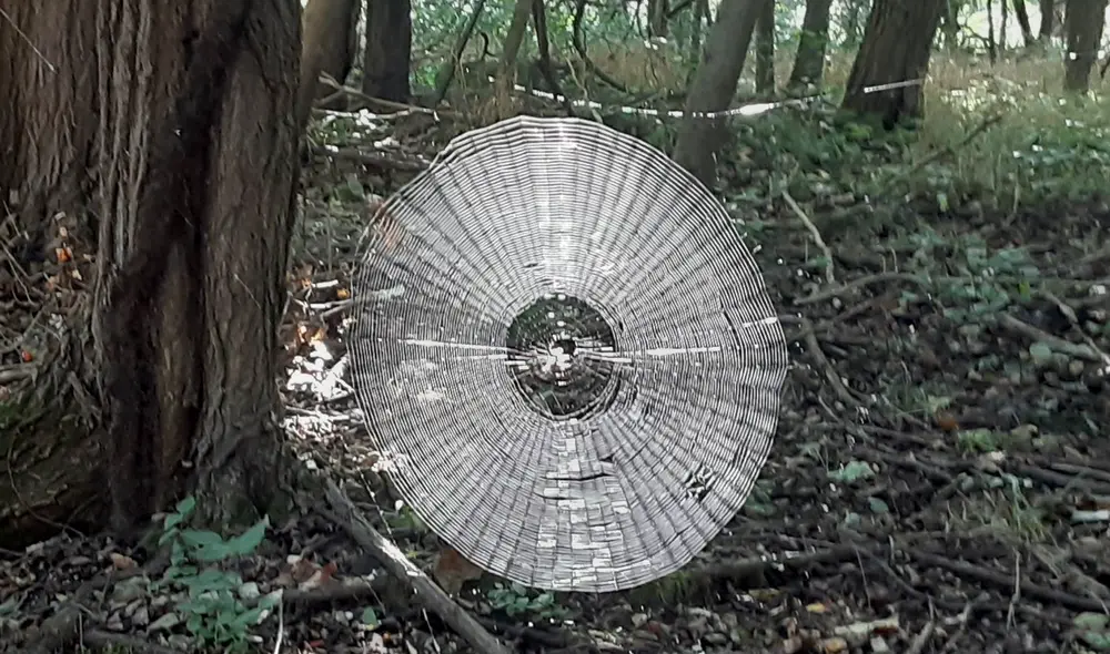 La telaraña fue hecha por una araña tejedora orbe. Foto: Facebook/captura