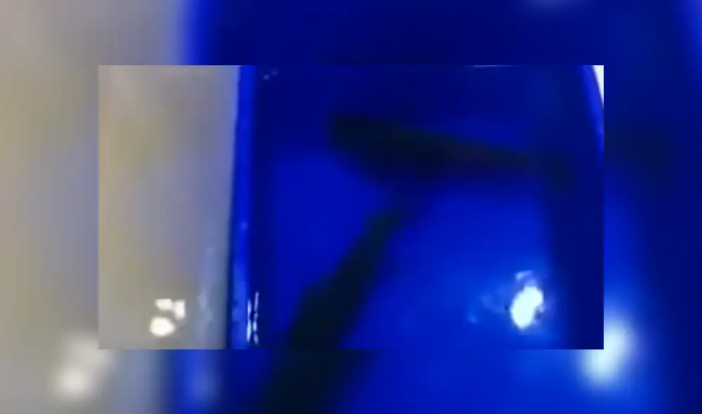 Desliza para ver el desenlace de este viral publicado en YouTube. Foto: Captura. Desliza para ver el desenlace de este viral publicado en YouTube. Foto: Captura.