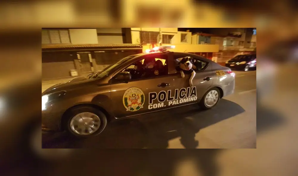 En busca de más aventuras, 'Manchas' acompaña a los efectivos policiales. Créditos: URPI-GLR. En busca de más aventuras, 'Manchas' acompaña a los efectivos policiales. Créditos: URPI-GLR.