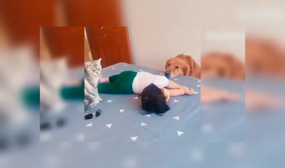 En Facebook, una madre quiso que sus mascotas cuiden por unos minutos a su hija y se llevó tremenda sorpresa.