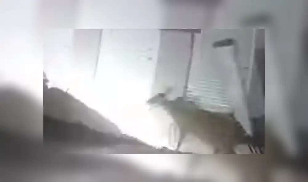 YouTube viral: Chica oye extraños ruidos, llama a policías y descubren misteriosa criatura [VIDEO]