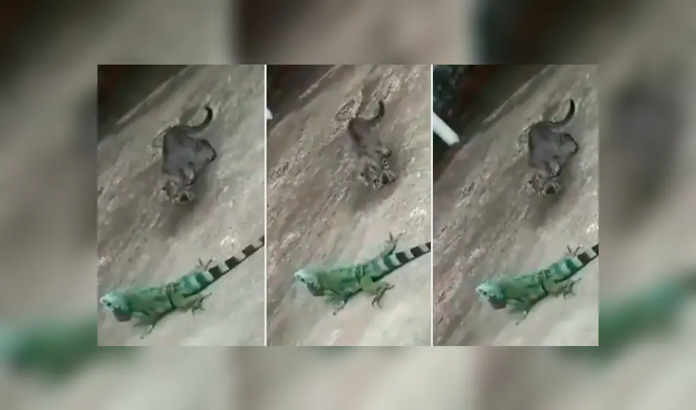 En Facebook se compartió un video viral del enfrentamiento de un osado gato con una iguana.