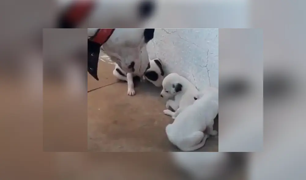Desliza las imágenes para conocer el comportamiento de unos pequeños perros tras enfadar a su padre. Foto: Captura. Desliza las imágenes para conocer el comportamiento de unos pequeños perros tras enfadar a su padre. Foto: Captura.