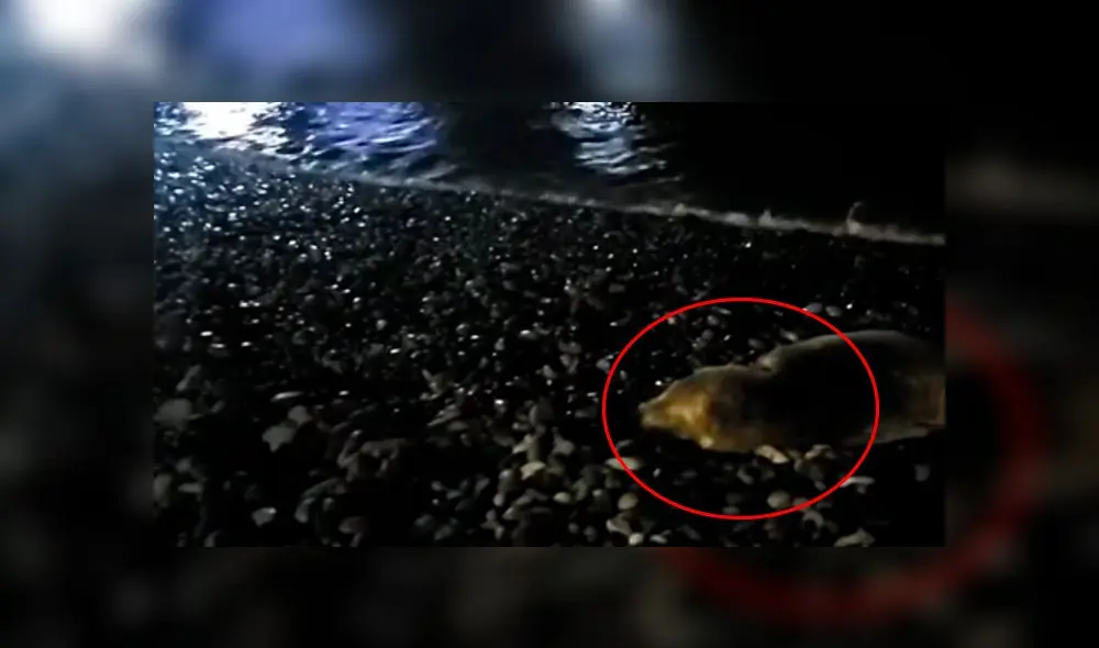 Autoridades que velan por animales de fauna silvestre comunicaron que alertarán del hecho a la Municipalidad del Callao. Créditos: Captura Prensa Callao.