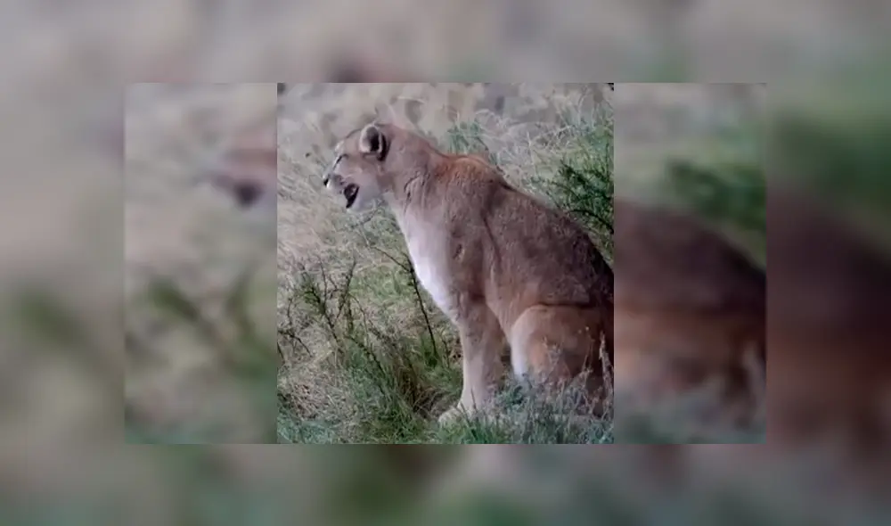 En Facebook, un sujeto grabó el momento exacto que un puma hembra llama a su pareja en medio del bosque.