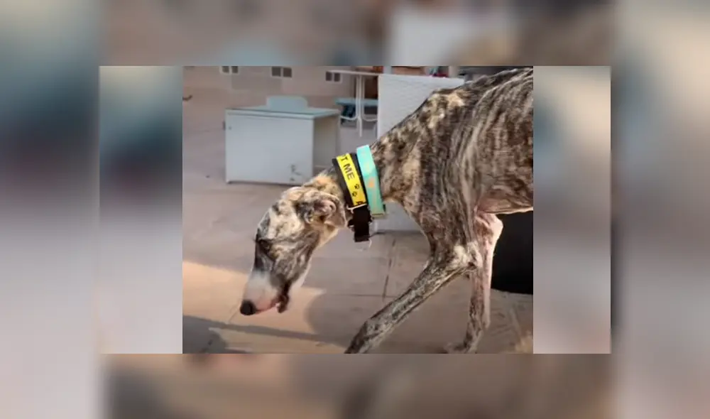 Desliza hacia la izquierda para ver la recuperación de un perro callejero que fue abandonado en deplorables condiciones. Estas imágenes se han viralizado en Facebook. Desliza hacia la izquierda para ver la recuperación de un perro callejero que fue abandonado en deplorables condiciones. Estas imágenes se han viralizado en Facebook.