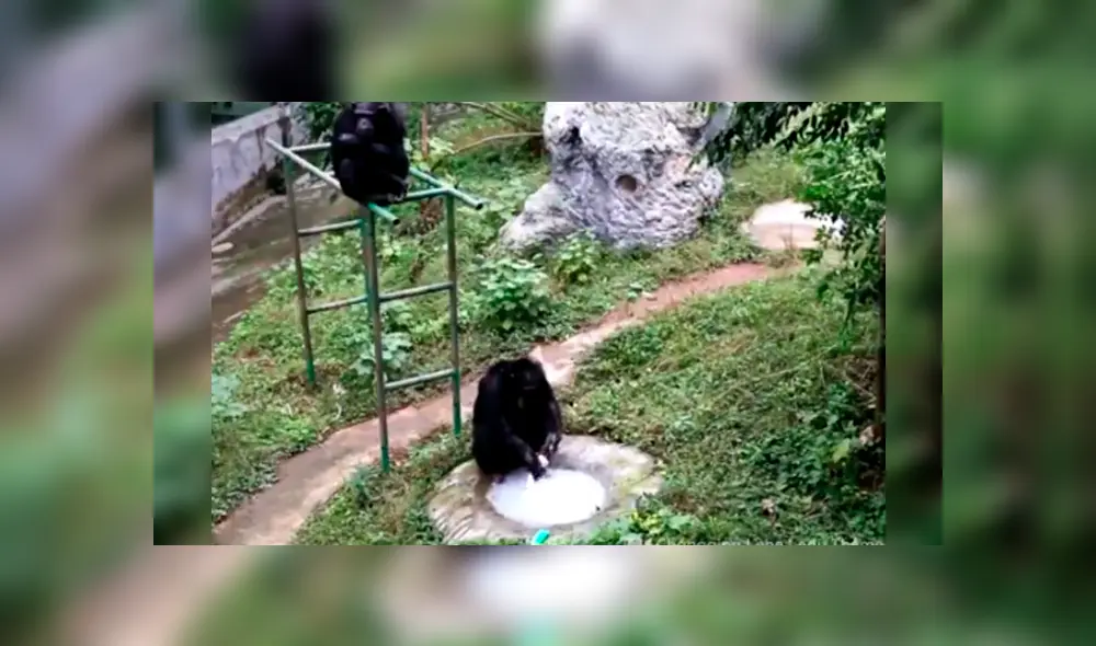 La peculiar conducta de un chimpancé ha causado sensación en YouTube La peculiar conducta de un chimpancé ha causado sensación en YouTube