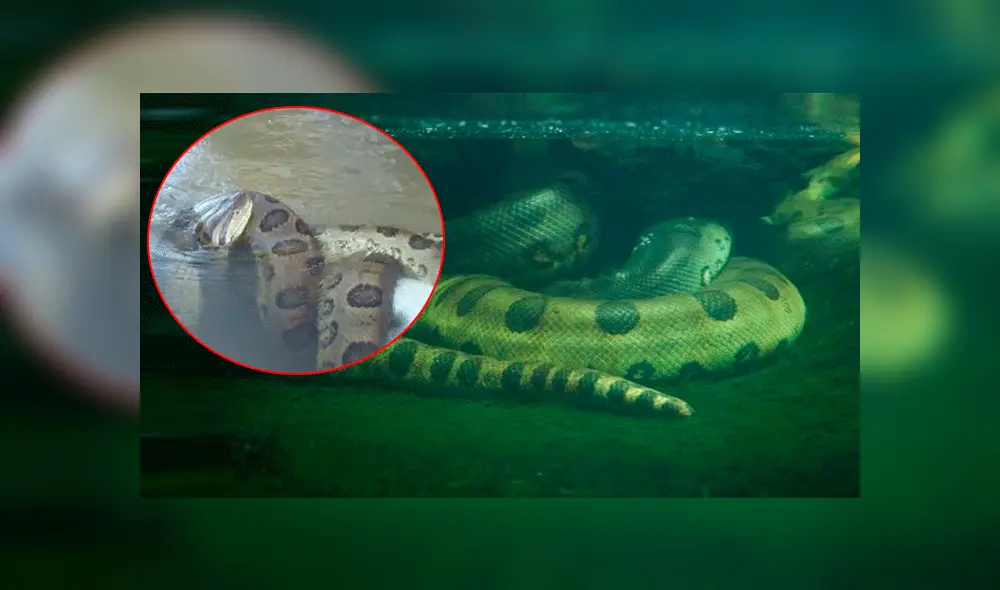 YouTube viral: final de la brutal pelea entre anaconda y cocodrilo deja en shock a usuarios [VIDEO]