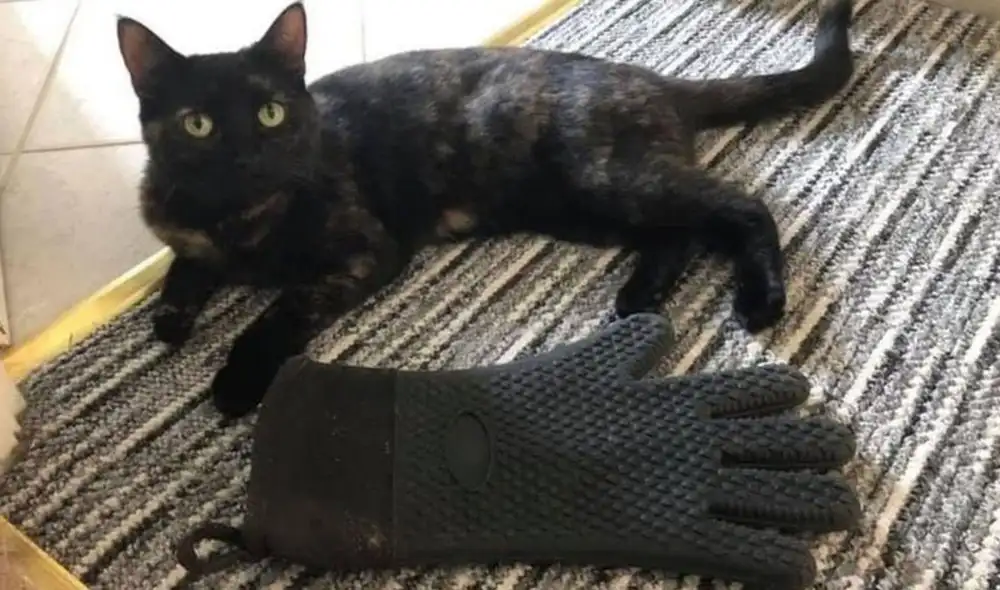 La gata iba a las casa de los vecinos y les robaba diferentes objetos para llevarlos a su hogar. Foto: Facebook