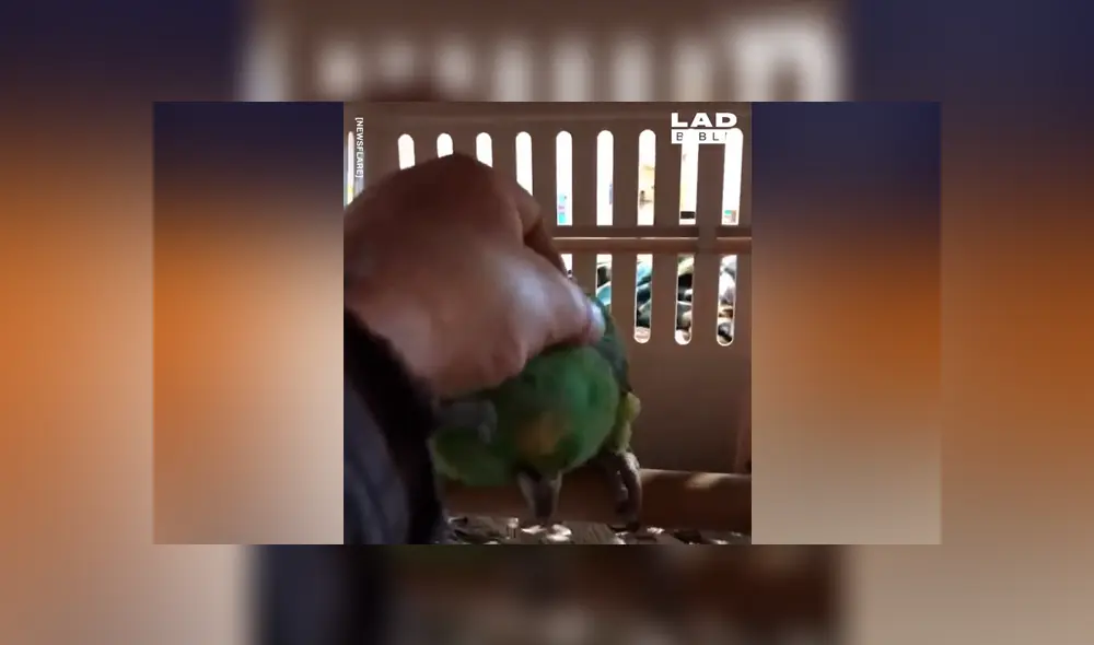 Piensa que bebé fue enjaulado, se acerca y descubre algo totalmente inesperado [VIDEO] 