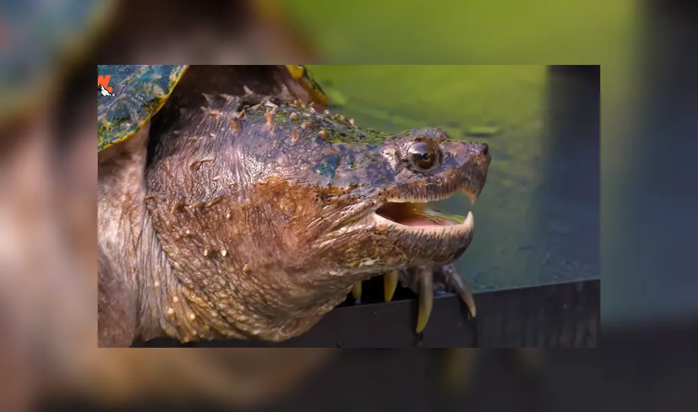 Desliza para ver los momentos más impactantes del video que se hizo viral de YouTube.