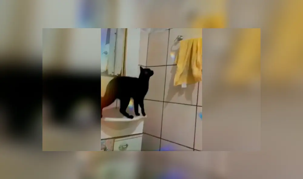 Desliza las imágenes para apreciar la increíble acción de un gato al trepar las paredes para escapar de casa. Foto: Captura.