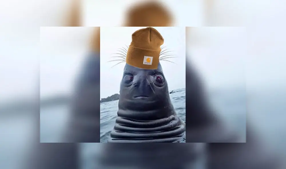 Desliza para descubrir por qué los 'tuiteros' no pueden dejar de reir ante foto de una foca mirando hacia arriba. Foto: Captura. Desliza para descubrir por qué los 'tuiteros' no pueden dejar de reir ante foto de una foca mirando hacia arriba. Foto: Captura.