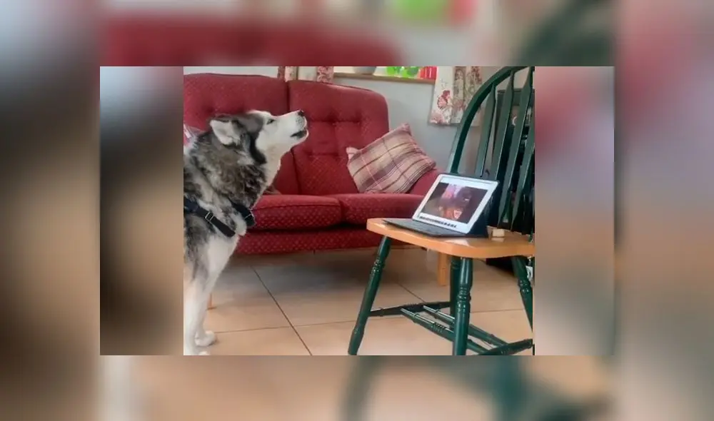 Desliza las imágenes para ver el dramático reencuentro que tuvieron estos dos perros por videollamada. Foto: ABC Noticias Desliza las imágenes para ver el dramático reencuentro que tuvieron estos dos perros por videollamada. Foto: ABC Noticias