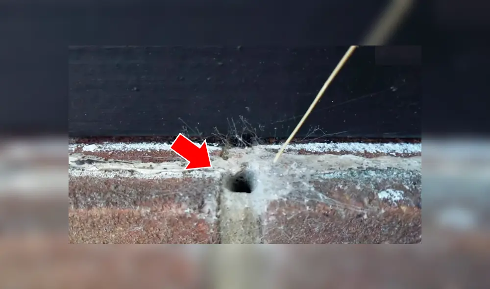 Chico mete un palo a extraño hueco y sale un peligroso animal que lo ataca [VIDEO] 