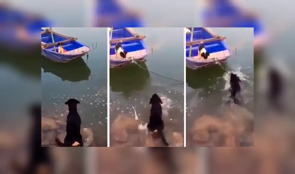 Perro ve a su ‘amigo’ en peligro y hace lo impensado para rescatarlo [VIDEO]