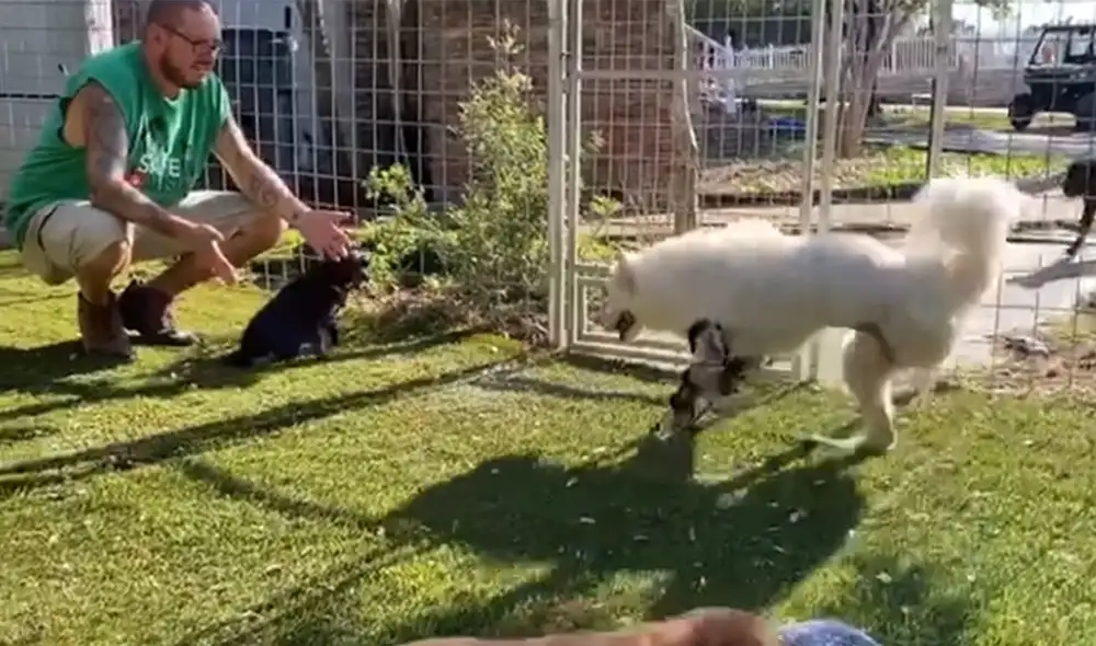 Desliza las imágenes para ver más detalle sobre esta conmovedora escena de Halo, la perrita que pudo caminar por primera vez. Foto: captura de Facebook