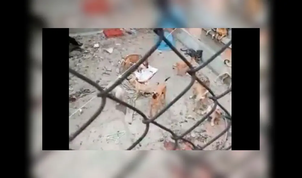 Maltrato animal en México. Foto: captura de video. Maltrato animal en México. Foto: captura de video.