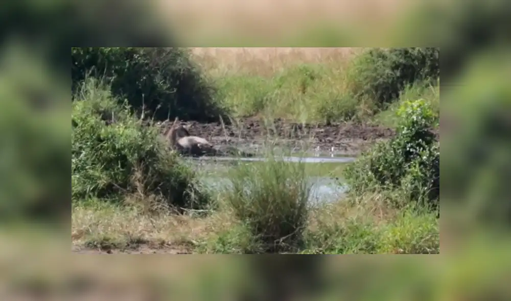 YouTube viral: Hambriento cocodrilo atrapa a un antílope en feroz batalla y lo deja lisiado [VIDEO] 