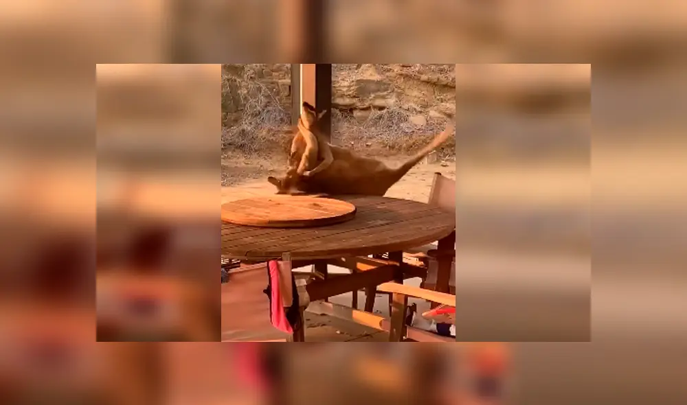 Video es viral en Facebook. La peculiar forma en que los marsupiales se enfrentaron ha causado sensación en redes, donde han comparado la curiosa pelea con una batalla humana