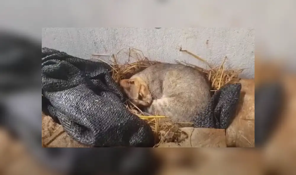 Desliza hacia la izquierda para ver más del video viral. Fotocaptura: YouTube