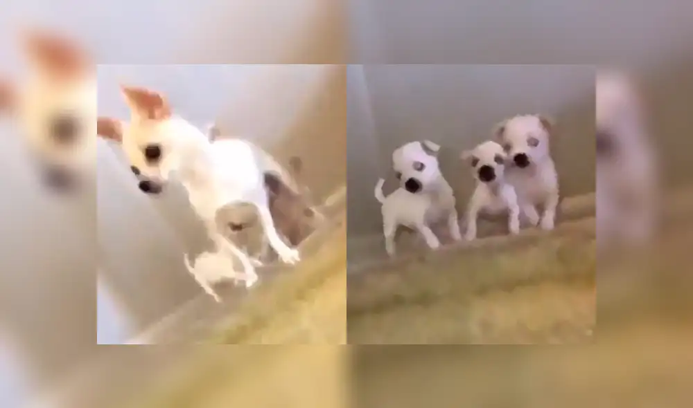 YouTube viral: perros se van de cabeza al intentar seguir a su madre por unas escaleras [VIDEO]