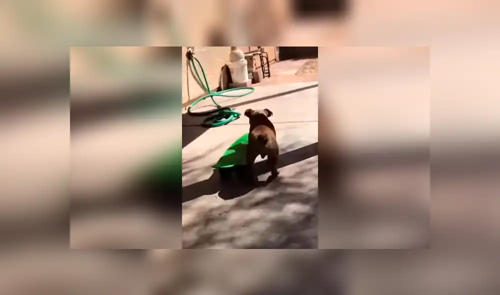 Desliza las imágenes hacia la izquierda para observar el esfuerzo de un perro para aprender a manejar una patineta.