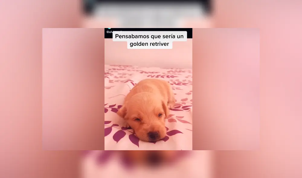 Desliza las imágenes para descubrir la verdadera raza de este presunto perro golden retriever. Foto: Elvia Mejía/TikTok Desliza las imágenes para descubrir la verdadera raza de este presunto perro golden retriever. Foto: Elvia Mejía/TikTok