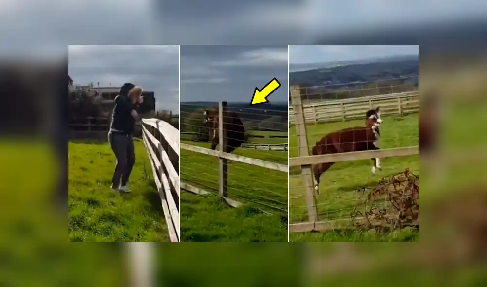 Facebook viral: chica reta a alpaca en duelo de baile y termina humillada por esto [VIDEO] 
